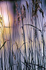 PHRAGMITES