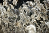 PHRAGMITES