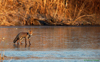 Volpe rossa (vulpes vulpes) - Foto di F.Garofoli