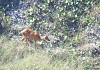 Capriolo (capreolus capreolu) - Foto di F.Gatti