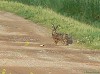 Lepre (lepus europaeus) - Foto di M.Cortemiglia