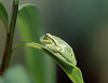 RAGANELLA (hyla arborea)
