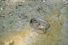 NATRICE DAL COLLARE (natrix natrix)