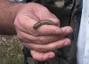 ORBETTINO (anguis fragilis)