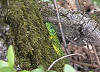 RAMARRO (lacerta viridis)
