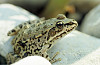 RANA VERDE (rana esculenta)