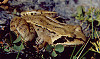 RANA TEMPORARIA (rana temporaria)