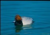 MORIGLIONE (aythya ferina) - Foto di E.Vigo