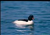 SMERGO MAGGIORE (mergus merganser) - Foto di E.Vigo