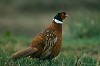 FAGIANO (phasianus colchicus) - Foto di E.Vigo