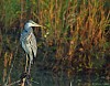 AIRONE CENERINO (ardea cinerea) - Foto di F.Garofoli
