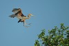 AIRONE ROSSO (ardea purpurea) - Foto di F.Garofoli