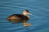 SVASSO MAGGIORE (podiceps cristatus) - Foto di F.Garofoli