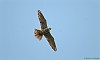 LODOLAIO (Falco subbuteo) - Foto di F.Garofoli