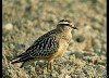 PIVIERE TORTOLINO (charadrius morinellus) - Foto di E.Bezzone