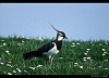 PAVONCELLA (vanellus vanellus) - Foto di G.Conca