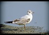 GABBIANO COMUNE (larus ridibundus) - Foto di G.Conca