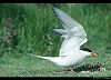 STERNA COMUNE (sterna hirundo) - Foto di E.Vigo