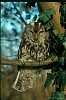 ALLOCCO (strix aluco) - Foto di E.Vigo