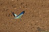 GHIANDAIA MARINA (coracias garrulus) - Foto di F. Garofoli