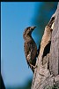 TORCICOLLO (Jynx torquilla) - Foto di E.Vigo