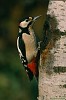 PICCHIO ROSSO MAGGIORE (Dendrocopos major) - Foto di E.Vigo
