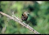 SCRICCIOLO (troglodytes troglodytes) - Foto di E.Vigo