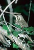 TORDO BOTTACCIO (turdus philomelos) - Foto di G.Conca