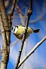 CINCIARELLA(cyanistes caeruleus) - Foto di F.Garofoli