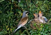 AVERLA PICCOLA (lanius collurio) - Foto di E.Vigo