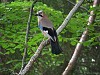 GHIANDAIA (garrulus glandarius) - Foto di S. Guioli