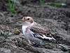 ZIGOLO DELLE NEVI (plectrophenax nivalis) - Foto di E.Bezzone