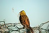 ZIGOLO GIALLO (emberiza citrinella) - Foto di F.Garofoli