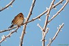 MIGLIARINO DI PALUDE (emberiza schoeniclus) - Foto di F.Garofoli