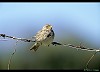 STRILLOZZO (emberiza calandra) - Foto di E.Vigo