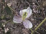 CISTUS CLUSII