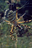 RAGNO VESPA (Argiope bruennichi) - Foto di F.Gatti