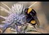 Bombus lucorum