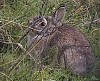 Minilepre (sylvilagus floridanus)