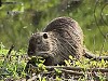 Nutria (myocastor coypus)
