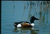 MESTOLONE (anas clypeata) - Foto di E.Vigo