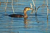 CORMORANO (phalacrocorax carbo) - Foto di F.Garofoli