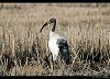 IBIS SACRO (threskiornis aethiopicus) - Foto di G.Conca
