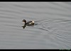 TUFFETTO (tachybaptus ruficollis) - Foto di M.Cortemiglia