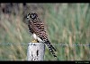 GHEPPIO (falco tinnunculus) - Foto di G.Conca