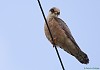 FALCO CUCULO (falco vespertinus)  - Foto di L.Romanoni