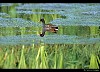 GALLINELLA D'ACQUA (gallinula chloropus) - Foto di G.Conca