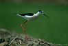 CAVALIERE D'ITALIA (himantopus himantopus) - Foto di E.Vigo