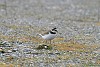 CORRIERE PICCOLO (charadrius dubius) - Foto di M.Cortemiglia