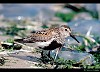 PIOVANELLO PANCIANERA (calidris alpina) - Foto di G.Conca